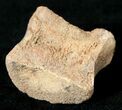 Partial Hadrosaur Caudal (Tail) Vertebra #17670-1